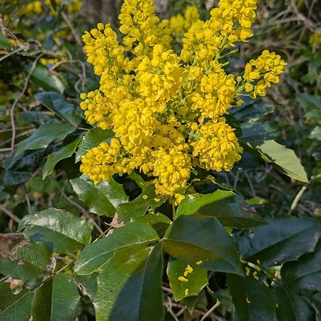 Zirkuswagen - Roulotte *